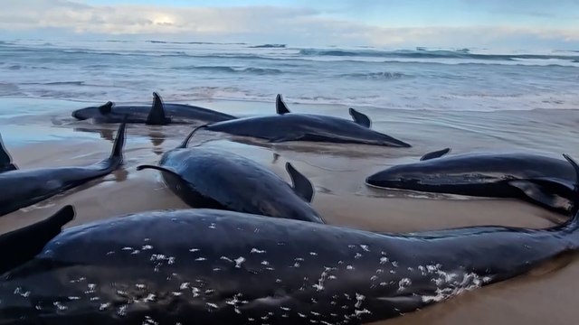 Más de 150 delfines han aparecido varados en una playa remota de Tasmania