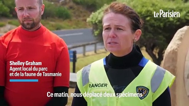 150 dauphins échoués sur une plage en Australie : les survivants seront « euthanasiés »