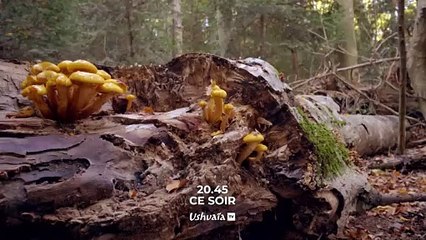 Terre, la vie cachée d'une planète