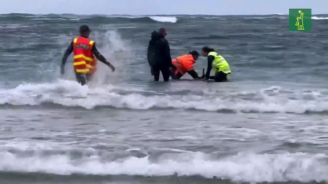 Más de 150 ballenas mueren o son sacrificadas tras quedar varadas en playa de Australia