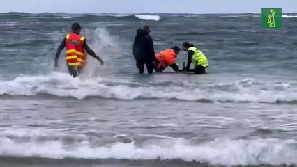 Más de 150 ballenas mueren o son sacrificadas tras quedar varadas en playa de Australia