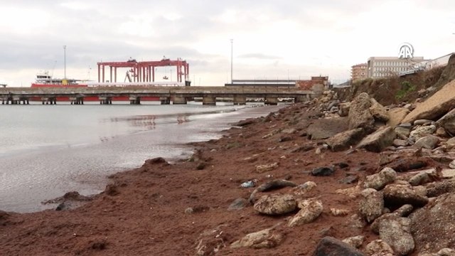 Tekirdağ sahili kırmızı yosunla kaplandı: Sebebi ortaya çıktı