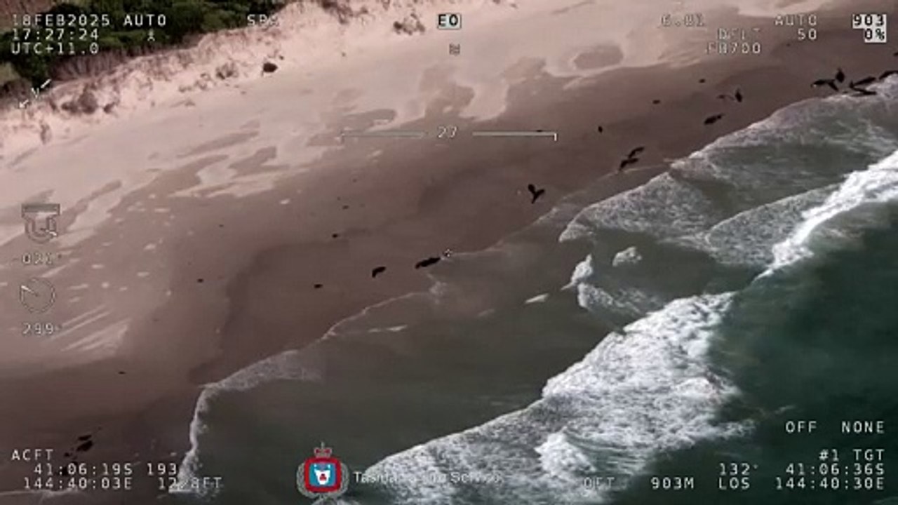 Australien: 150 Delfine an Bucht auf Tasmanien gestrandet