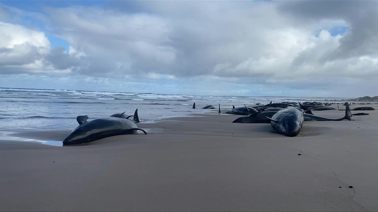 150 Delfine an Bucht auf Tasmanien gestrandet