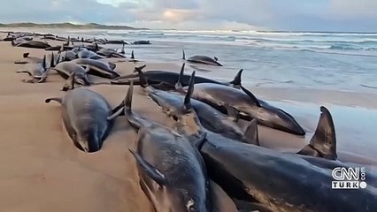 Avustralya'da karaya vuran 90 pilot balina öldürülecek