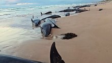 Nueva tragedia en las playas de Australia