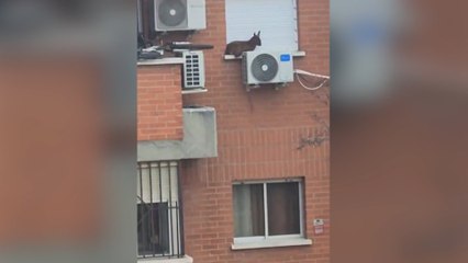 Rescatan una cabra posada sobre la ventana de un quinto piso en Villaverde
