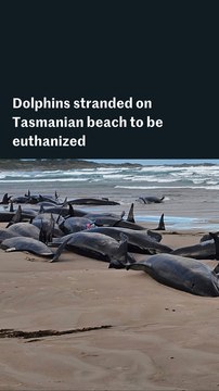 Dolphins on Australian beach to be euthanized after mass stranding