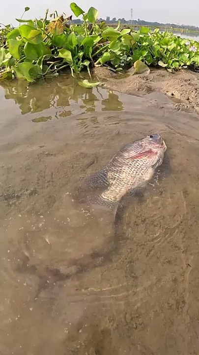 Village Water Hand Fishing| #viralvideoシ #naturelovers #catchoftheday #fishinglife #handfishing