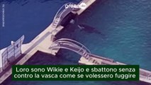 La disperazione delle orche prigioniere al Marineland
