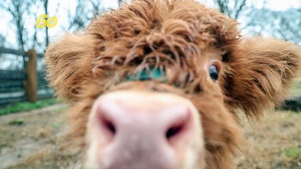 This Adorable Calf is Making Waves at the Nashville Zoo!