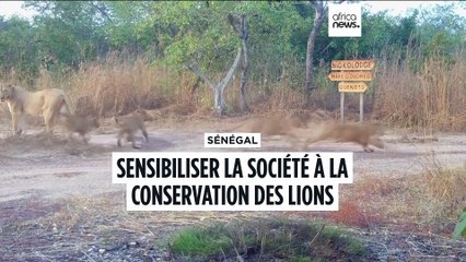 Sénégal : sensibiliser la société à la conservation des lions