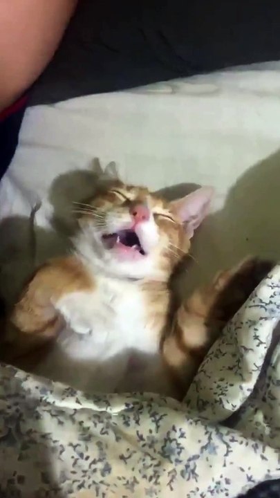 Ngorok