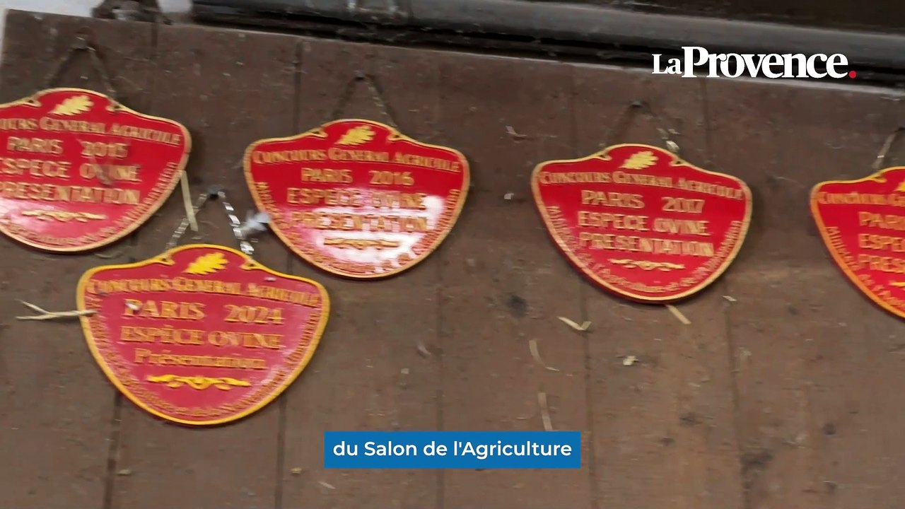Salon de l’Agriculture : cet éleveur ovins prépare ses Mérinos d’Arles pour Paris