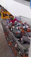 Duck army reversed