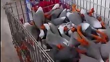 Duck army reversed