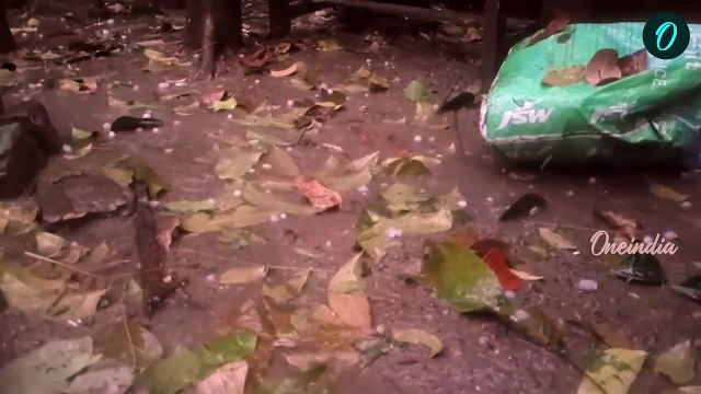 হঠাৎ শিলাবৃষ্টিতে লন্ডভন্ড, বিরাট ক্ষতি চাষে!
