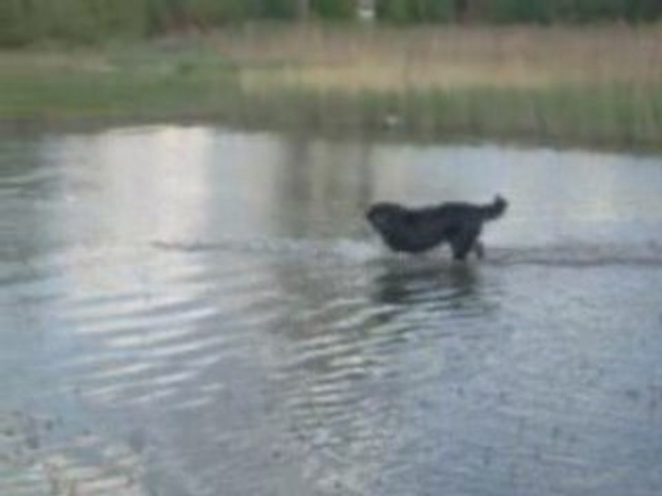 comete a l eau
