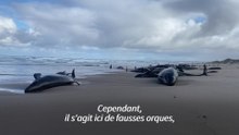 Plus de 150 dauphins s'échouent sur une plage de Tasmanie
