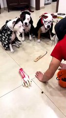 Le chien qui a tout compris