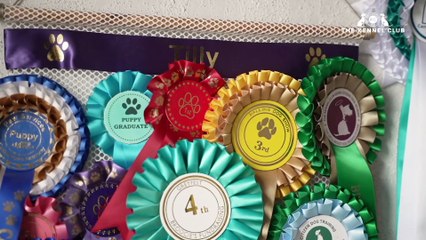 Dog Abandoned on Dartford Roundabout During Crufts Final 🐶