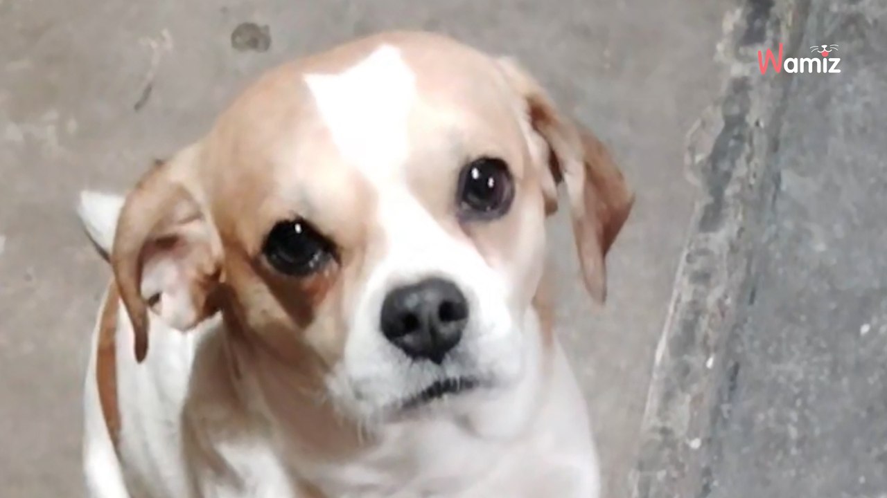 Une chienne décide d’apporter une « surprise » à son humaine qui va chambouler sa fin de soirée