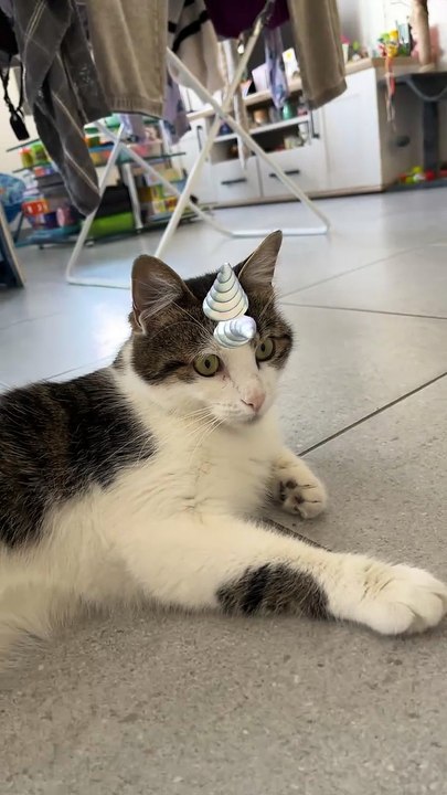 Petit chat licorne 🦄