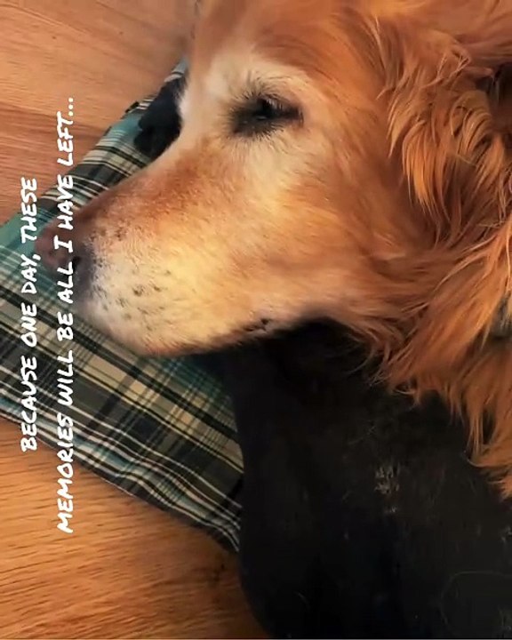 🐾 Welcome to the ultimate celebration of our furry friends! In this video,