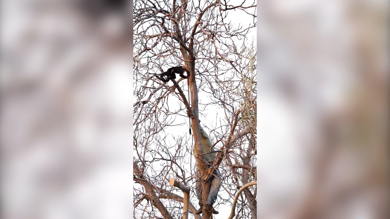 Así han rescatado a un mono desnutrido de un árbol en Mejorada (Madrid)