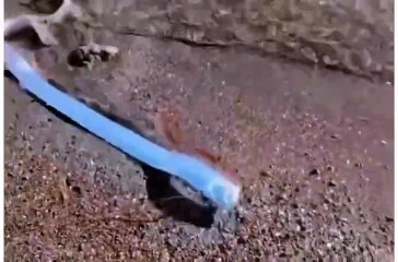 Peixe do fim do mundo é encontrado se debatendo em praia no México