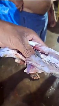 Pinos de cocaína são encontrados dentro de robalo em rio de Cubatão; VÍDEO