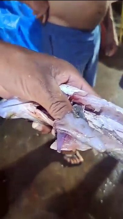 Pinos de cocaína são encontrados dentro de robalo em rio de Cubatão; VÍDEO