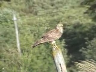 Busard StMartin : 12