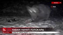 Ankara Çubuk'ta yaban hayatı fotokapan görüntülerine yansıdı