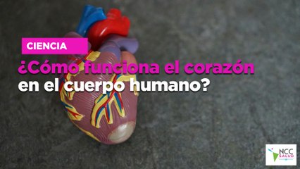 ¿Cómo Funciona el Corazón en el Cuerpo Humano? Descubre su Impactante Labor 💓