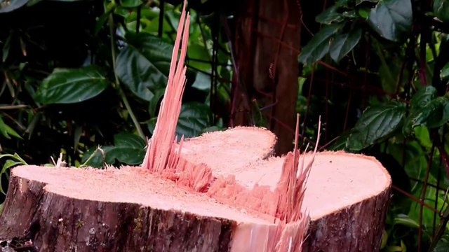 Representante de colectivo presentan pliego de 15 peticiones a Defensoría contra tala de árboles en El Tirol