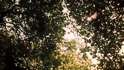 What's The Oldest Tree On Earth?