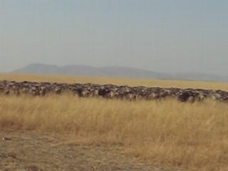Migration gnous Masai Mara
