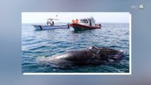 Preocupan ballenas atropelladas y presencia de embarcaciones piratas en la bahía de Banderas