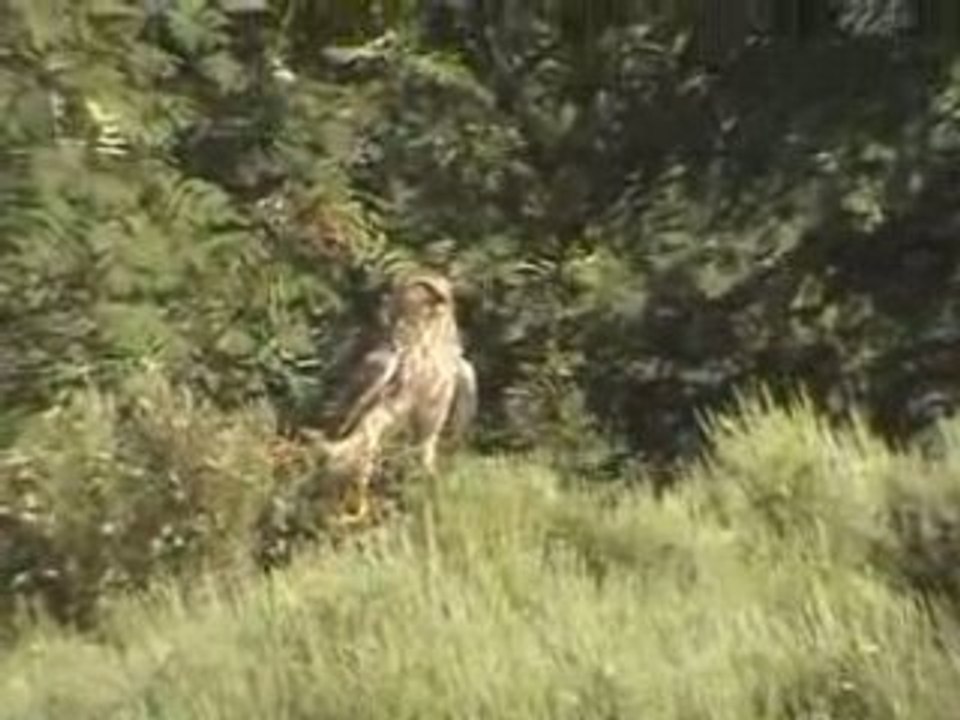 Busard StMartin : 8, les petits pointent le bout du bec.