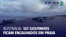 Grupo de 157 golfinhos encalha em praia na Austrália