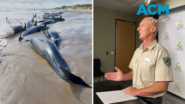 Grim end to 'horrific' stranding of false killer whales