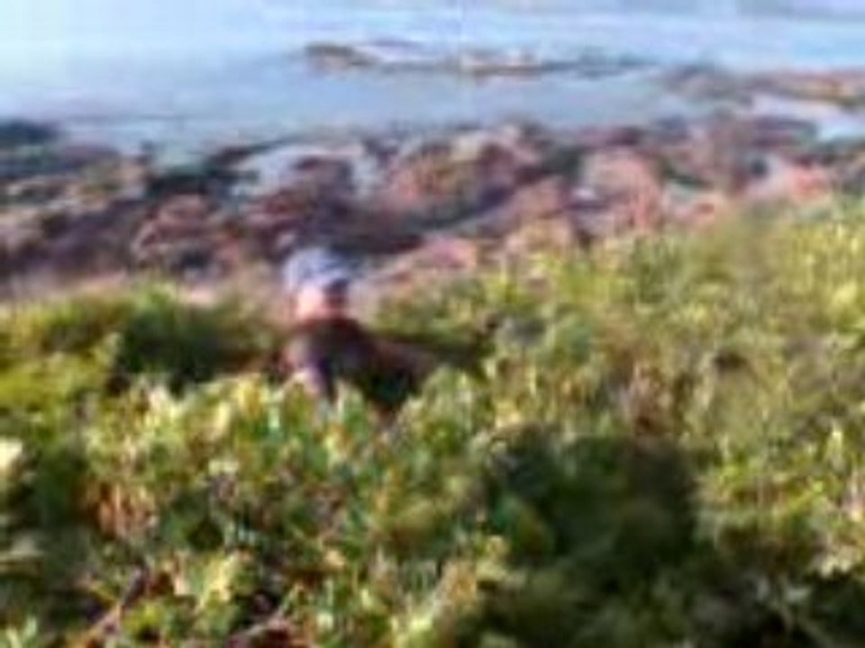Markan dans le buisson