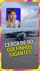 Mais de 150 golfinhos gigantes morreram encalhados na Tasmânia