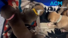 Seven puppies dumped in washing basket