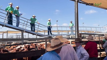 Cattle market vodcast: why finished cattle prices are rising again
