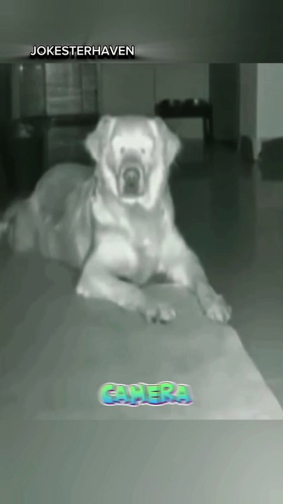 This mother Dog Protects Her Puppy from Punishment – Heartwarming Moment! 🐾💔 #shrots