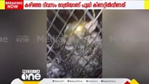 നെല്ലിയാമ്പതിയില്‍ കിണറ്റില്‍നിന്ന് പുറത്തെടുത്ത പുലിയെ പറമ്പിക്കുളത്തെ ഉൾവനത്തിൽ തുറന്നുവിട്ടു