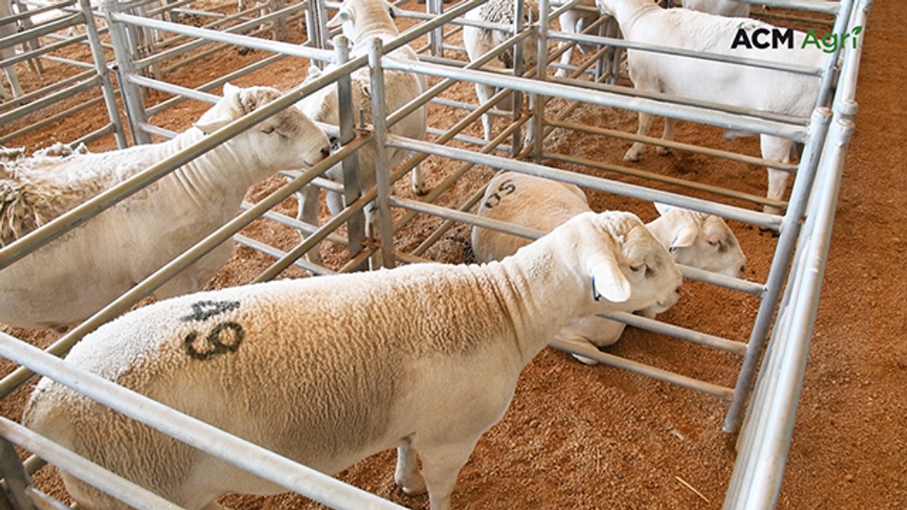 Western buyer secures more than a quarter of Annalara White Dorper rams
