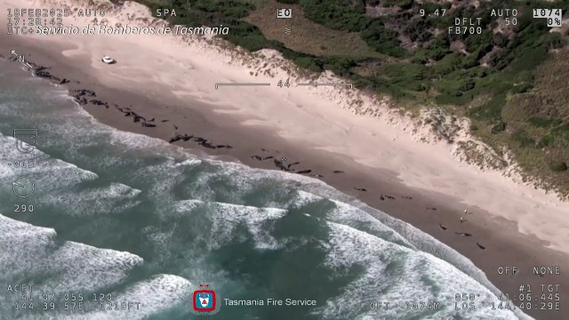 Hallan varados 157 delfines en una playa de Australia